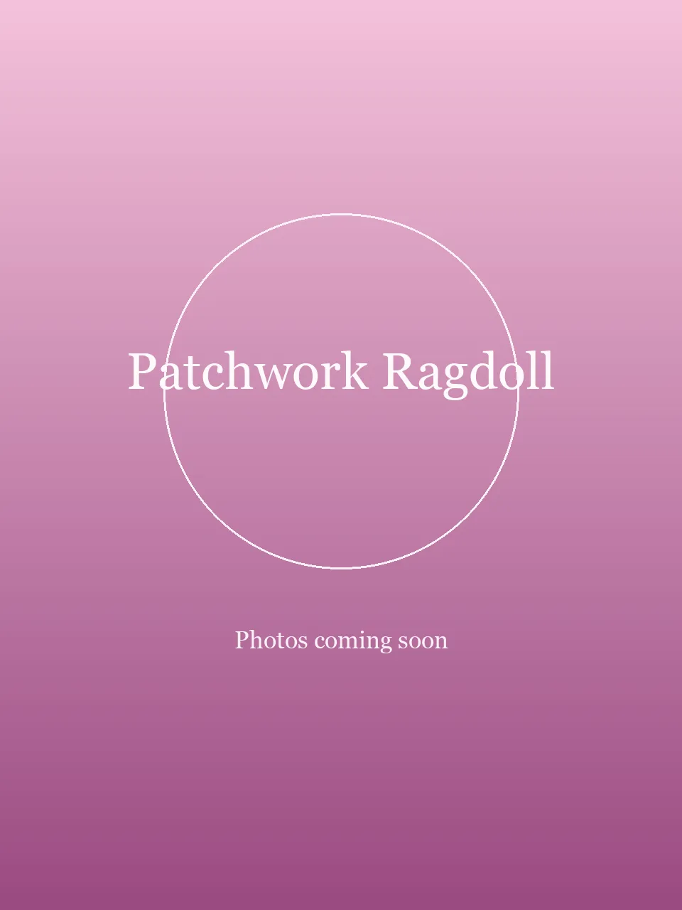 Patchwork Ragdoll party character in Raleigh-Durham